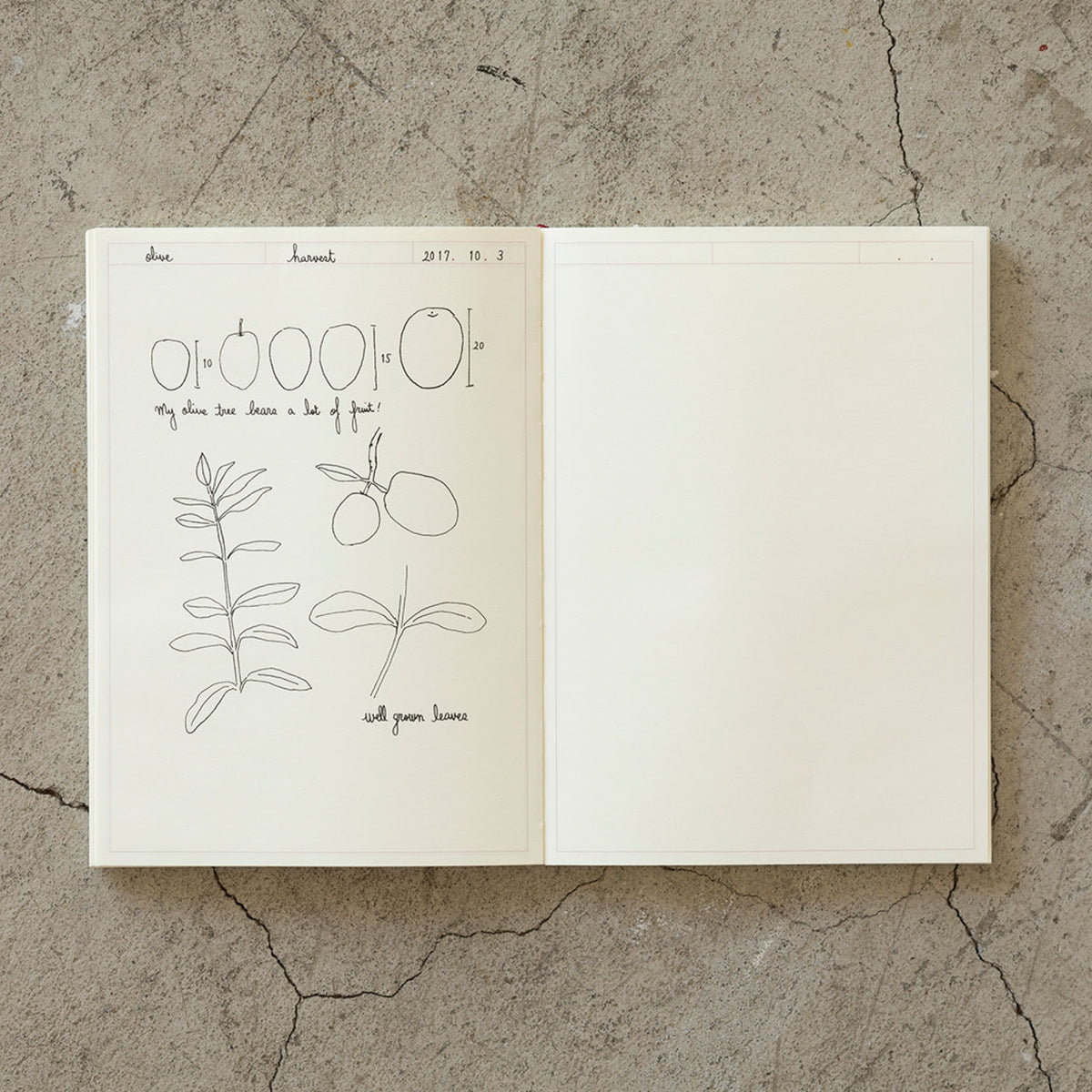 Midori - Notebook - MD Paper - A5 - Frame