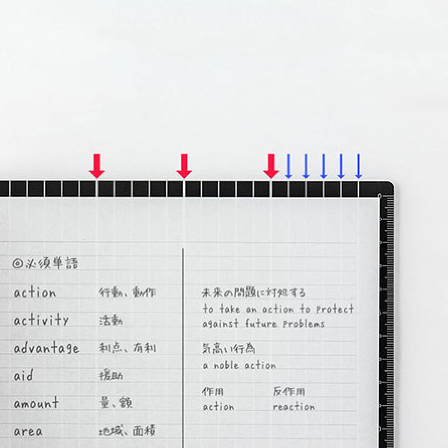 Midori - Pencil Board - B5 - Vertical Sections <Outgoing>